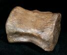 Ornithischian Dinosaur Caudal Vertebrae - Montana #12370-2